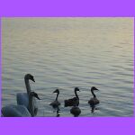 Family of Swans.jpg
